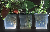 Moving Tip: Take cuttings of plants you can't move with you.