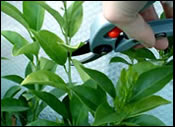 Moving Tips for Large Plants