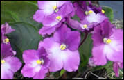 Movers Directory Moving Tips for House Plants